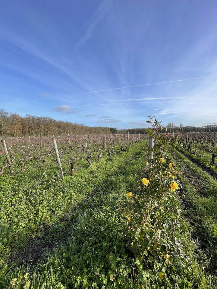 Romorantin Grape Wine France