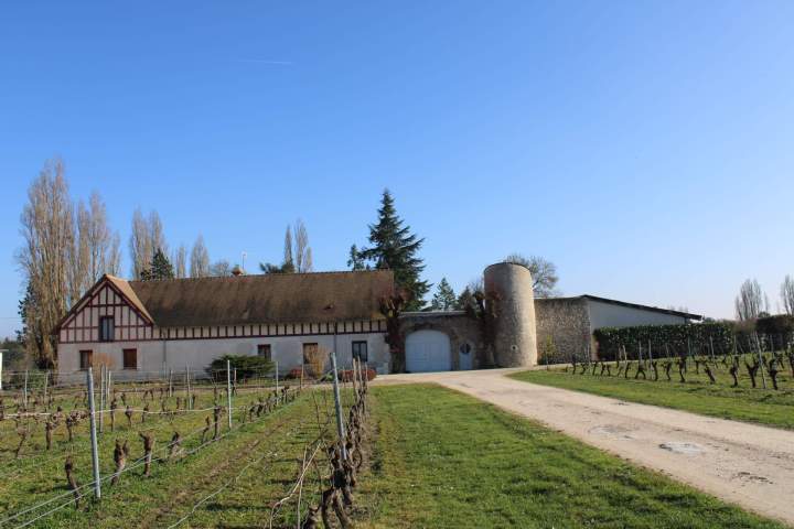 Vignoble, Brésil