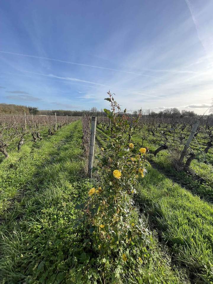 AOC Cheverny Wine France