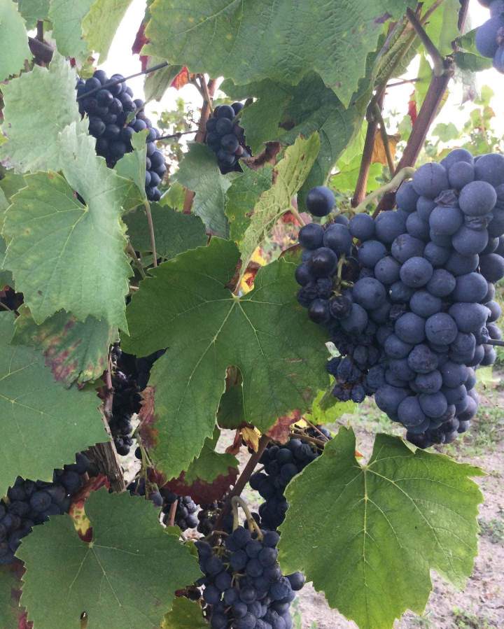 AOC Cheverny Wine Producer France