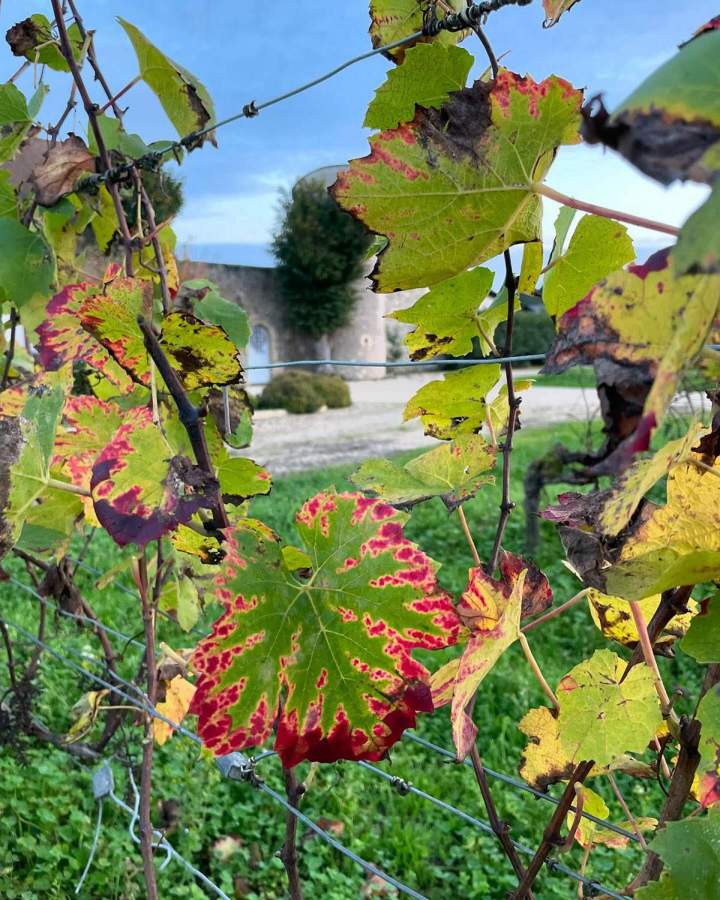 Romorantin Grape Wine France